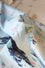 Printed Hawaiian Silky Cotton HA0001